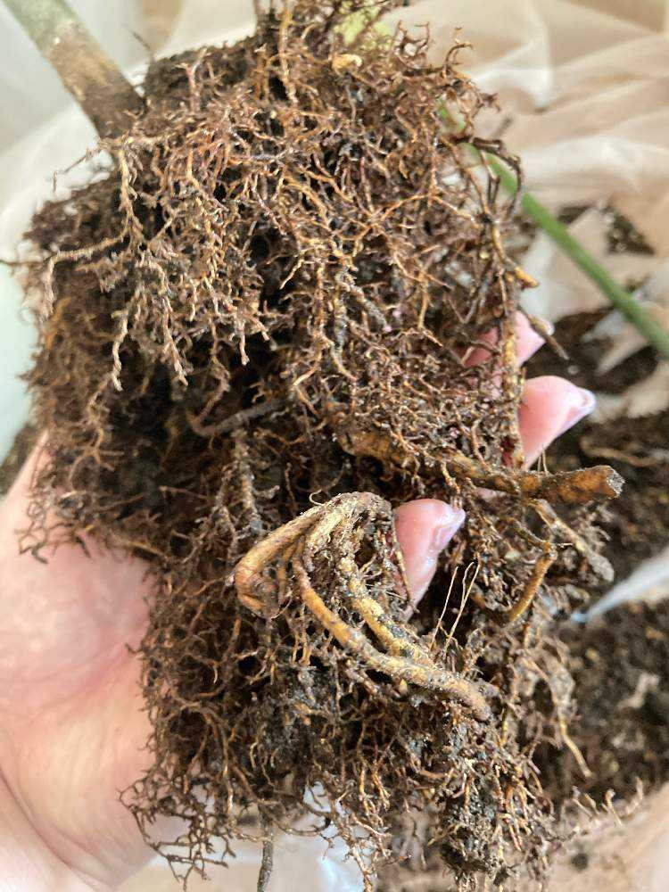 波瀾万丈】パキラミルキーウェイの記録｜🍀GreenSnap（グリーンスナップ）