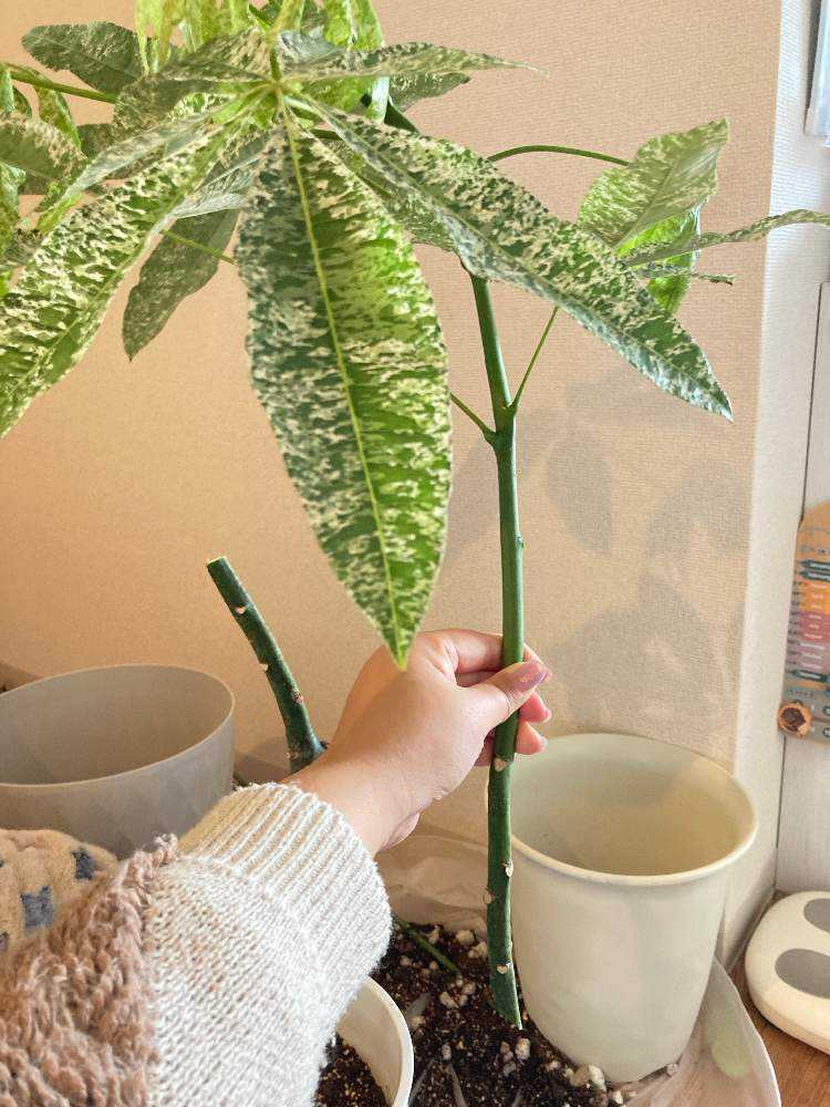 波瀾万丈】パキラミルキーウェイの記録｜🍀GreenSnap（グリーンスナップ）