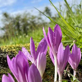 薄紫色の花♡の画像 by Juneさん | コルチカム(イヌサフラン)と我が家の庭♡と薄紫色の花♡