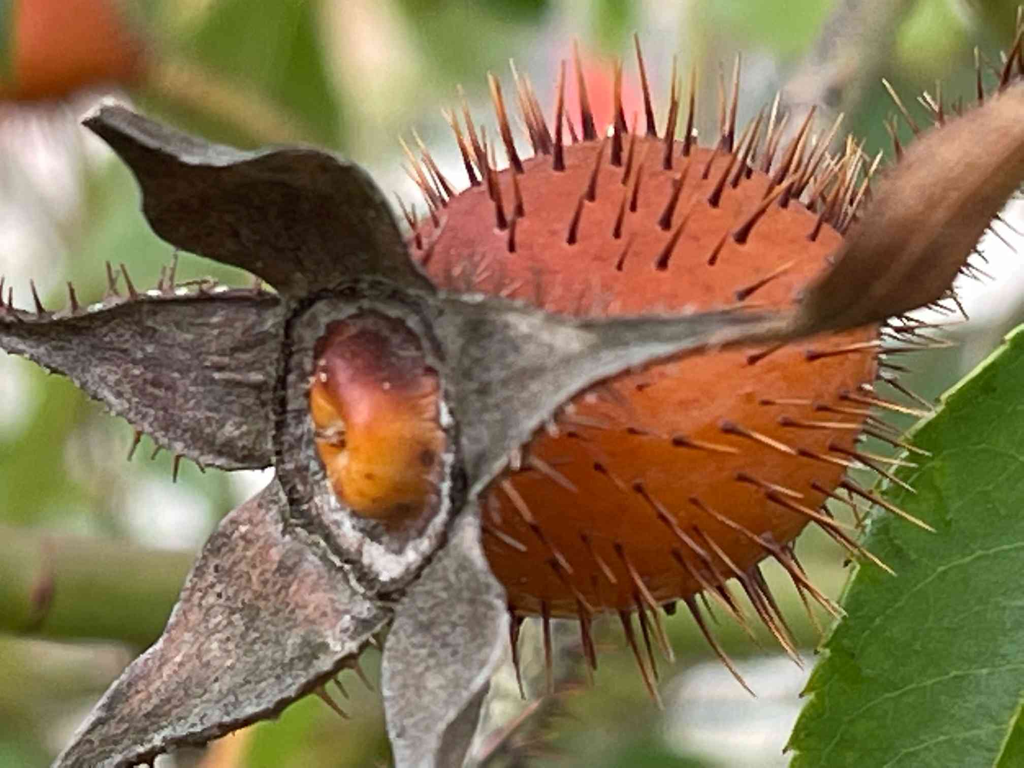 薔薇の実🌹『ローズヒップ』が真っ赤に❗️ナント、もう一種類、棘で