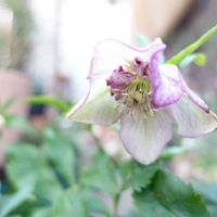 クリスマスローズ,クリスマスローズ,クリスマスローズ 氷の薔薇レッド,鉢植え,花のある暮らしの画像