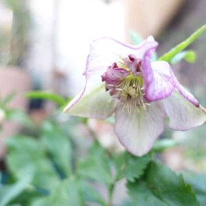 クリスマスローズ,クリスマスローズ,クリスマスローズ 氷の薔薇レッド,鉢植え,花のある暮らしの画像