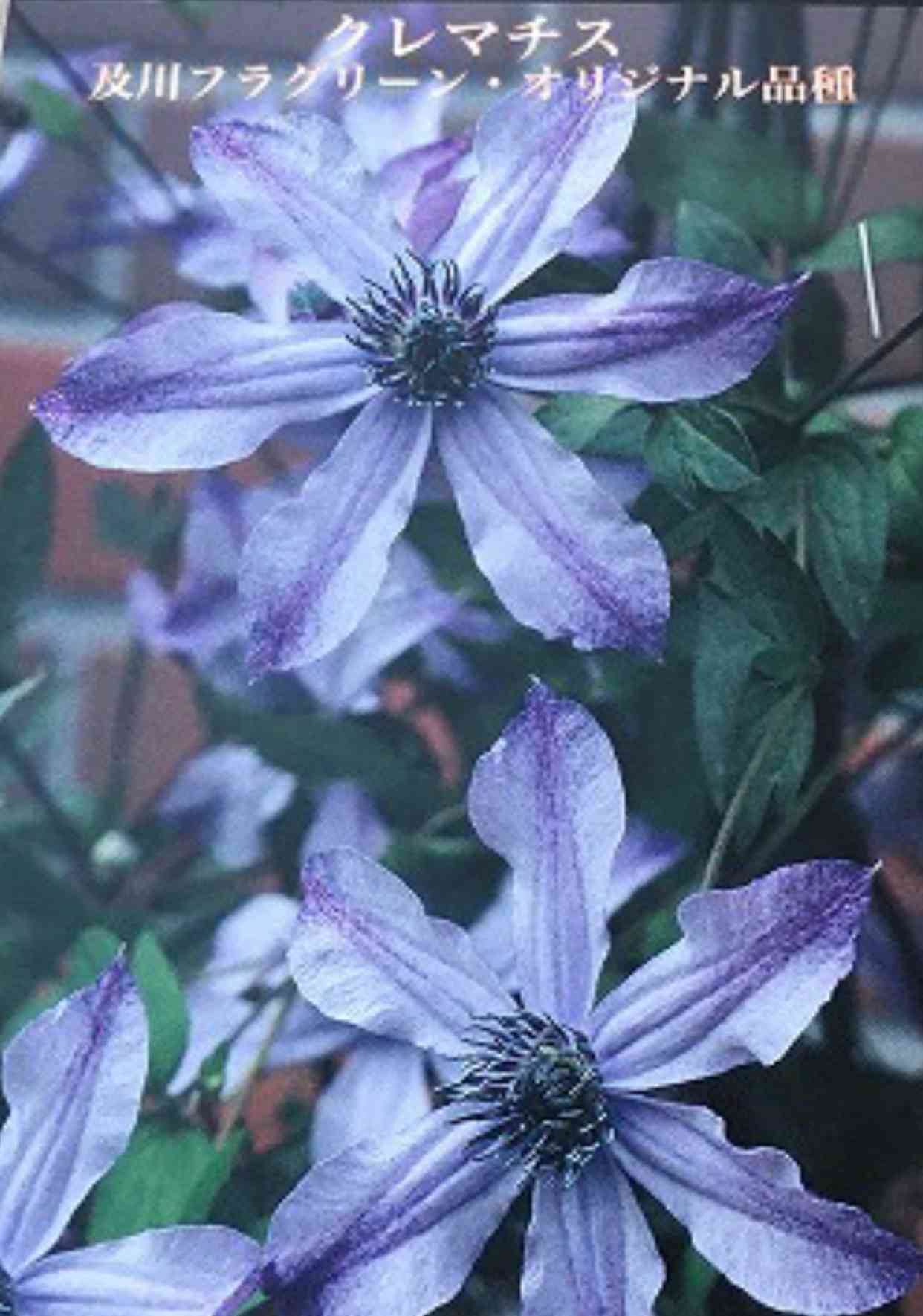 クレマチス 流星の栽培｜🍀GreenSnap（グリーンスナップ）