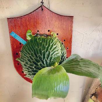 ビカクシダ マダガスカリエンセの画像 by ヒロミ緑さん | 部屋とビカクシダ マダガスカリエンセとビザールプランツと ビカクシダとラブーンさんの植物たち