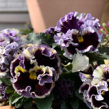 おとな色の画像 by sachikoさん | 紫色と愛おしいとむらさきと春の訪れときゅんとシックとしあわせ♡ともりもりとおとな色とかわいいとパンジードラキュラ