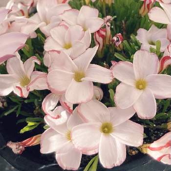 オキザリス バーシカラーの画像 by LEONさん | 春はすぐそこと オキザリスと可愛いとオキザリス バーシカラーと初めて育ててますと白い花