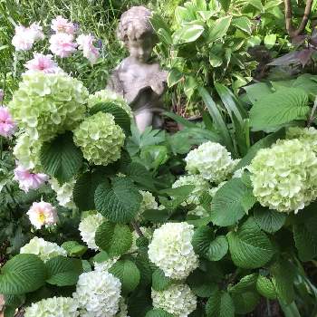 ビバーナムスノーボールの投稿画像一覧 Greensnap グリーンスナップ