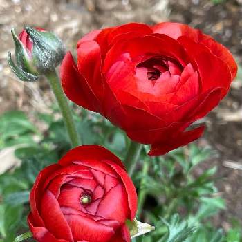 いつまでも初心者の画像 by nakkyさん | 小さな庭とラナンキュラスといつも、いいね!ありがとうございます(*´`)♡と植物のある暮らしとあかいろといつまでも初心者と緑のある暮らしと❤️いいね、ありがとうと赤い花と花のある暮らしと加工なしとiPhone撮影