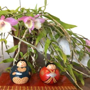 デンドロビウム ピエラルディの画像 by ゆうゆうtaichiさん | 部屋とデンドロビウムとデンドロビウム ピエラルディと花のある暮らしとナチュラルが好き