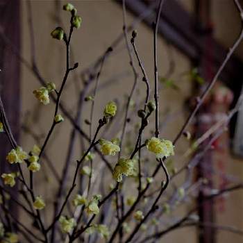ヒメミズキの画像 by hiLa-ya hilaryさん | 部屋とヒメミズキと枝ものと桃の節句と花のある暮らしと切り花とインテリアグリーン