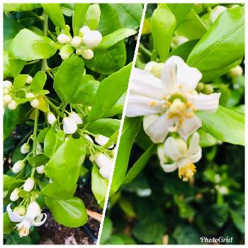 グレープフルーツの花の投稿画像一覧 Greensnap グリーンスナップ