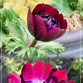 シックでステキ♡の画像 by meimommyさん | 小さな庭とアネモネ オーロラとお花がある暮らしとお庭の記録とおうち園芸とお花に癒されてと好きなお花とシックでステキ♡