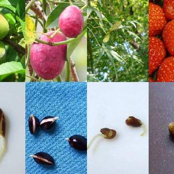 モミジの種の投稿画像一覧 Greensnap グリーンスナップ