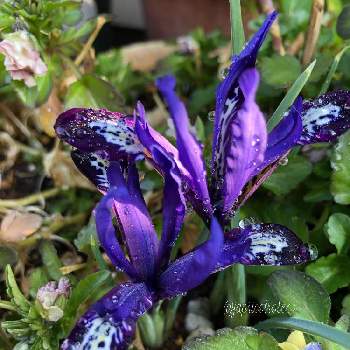 アイリス レティキュラータ ブルーノートの投稿画像一覧 Greensnap グリーンスナップ