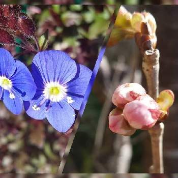 春の息吹の画像 by harumamaさん | 小さな庭とありがとう❤️とばーばのガーデニングと春はもうすぐと平和を願う☆と春の息吹と慰めと花のある暮らしといやし♪と世界が平和になりますように