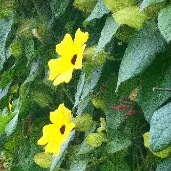 ツンベルギア エレクタの投稿画像一覧 Greensnap グリーンスナップ