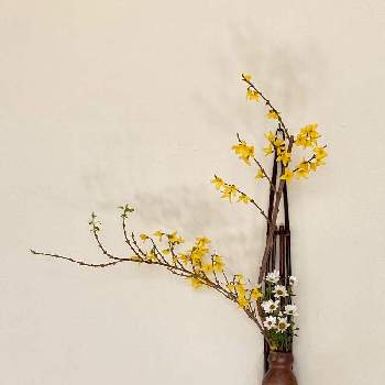 小菊の画像 by suihoさん | 玄関と小菊とレンギョウとお花大好き♡と黄色い花と春の花！と癒しの場所と花いろいろと花のある暮らし