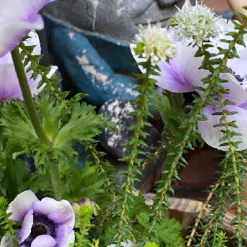 kawaiiの画像 by レベックさん | 小さな庭とアガトマスとおうち園芸と緑のある暮らしと美しいと綺麗とkawaiiと爽やかとガーデニングとアネモネプレミアム