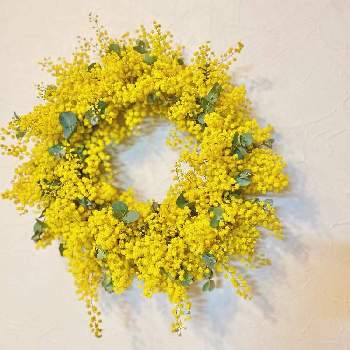 銀葉アカシアの画像 by wakoさん | 部屋と銀葉アカシアとミモザと ミモザと 銀葉アカシアとリースと花のある暮らしとやっぱり花が好き♡