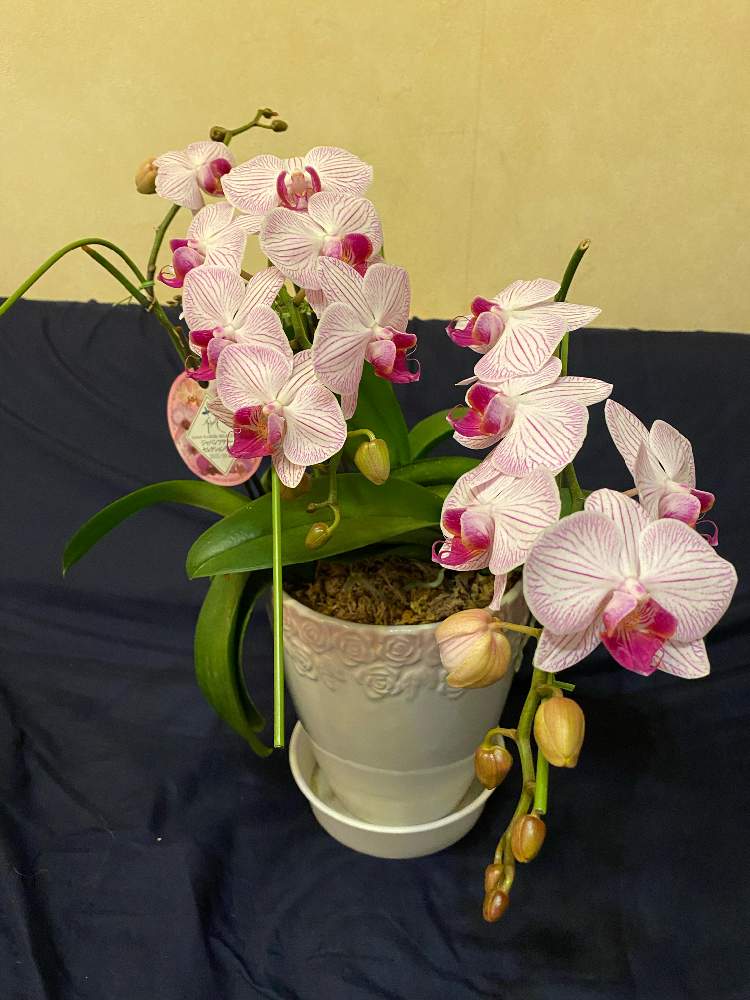 成長記録 初心者 の胡蝶蘭の咲いた後２番花が咲くまで Greensnap グリーンスナップ