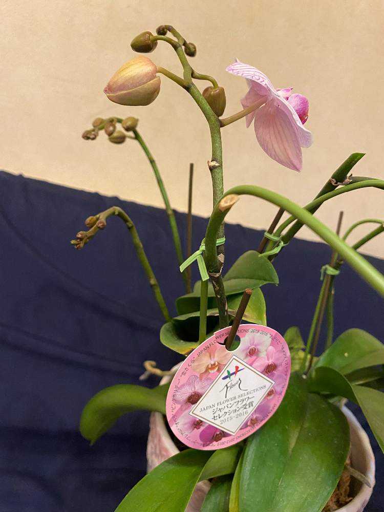 成長記録 初心者 の胡蝶蘭の咲いた後２番花が咲くまで Greensnap グリーンスナップ