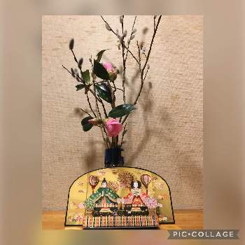  ネコヤナギの画像 by カモミールさん |  ネコヤナギとツバキの花とお雛祭り
