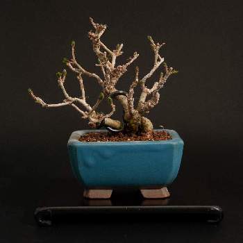イボタの画像 by Kさん | 部屋とイボタと盆栽