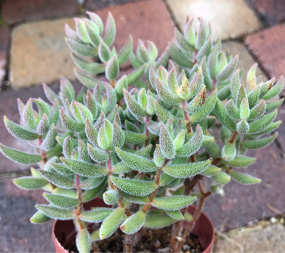 クラッスラ属の投稿画像 By まーちゃん さん 多肉ちゃんと 銀箋と銀箋とギンゾロエとクラッスラ属銀揃と多肉植物とクラッスラ属と多肉ちゃんと 銀箋と クラッスラ属銀揃と多肉植物 22月3月3日 Greensnap グリーンスナップ Greensnap グリーンスナップ