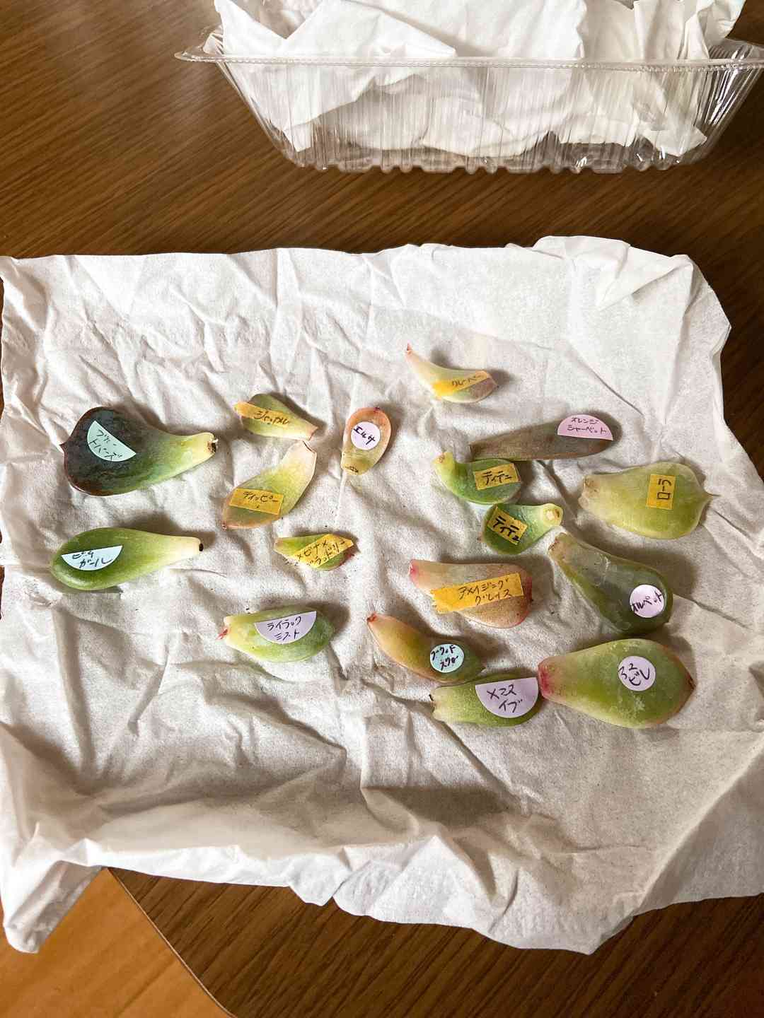 ネットでポチった葉挿しっ子。全部育てられるか！｜🍀GreenSnap