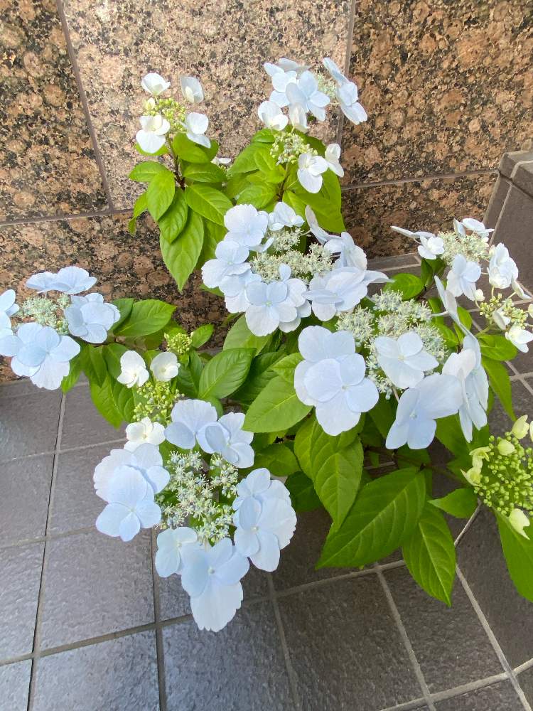 スプリングエンジェルフリルエレガンスの投稿画像 By まきちゃんさん アジサイと冬紫陽花 フリルエレガンスと紫陽花 アジサイ あじさいとフリルエレガンスと鉢植えと花のある暮らしとバルコニストとバルコニー ベランダと紫陽花 アジサイ あじさいとフリルエレガンスと