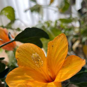 季節外れの花の画像 by しぶちゃんさん | 部屋とハイビスカスとネコ好きと黄色い花と花のある暮らしと季節外れの花と今日のハイビスカス