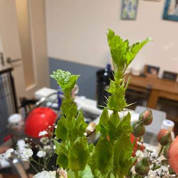 モルセラの投稿画像一覧 Greensnap グリーンスナップ