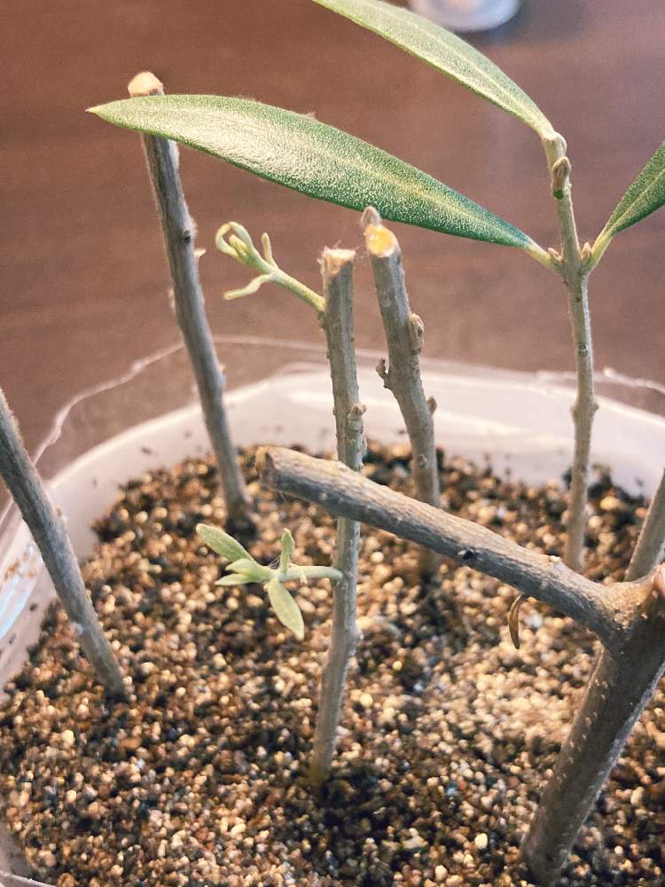 オリーブの投稿画像 By さくさん 部屋と挿し木と挿し木 22月3月3日 Greensnap グリーンスナップ Greensnap グリーンスナップ