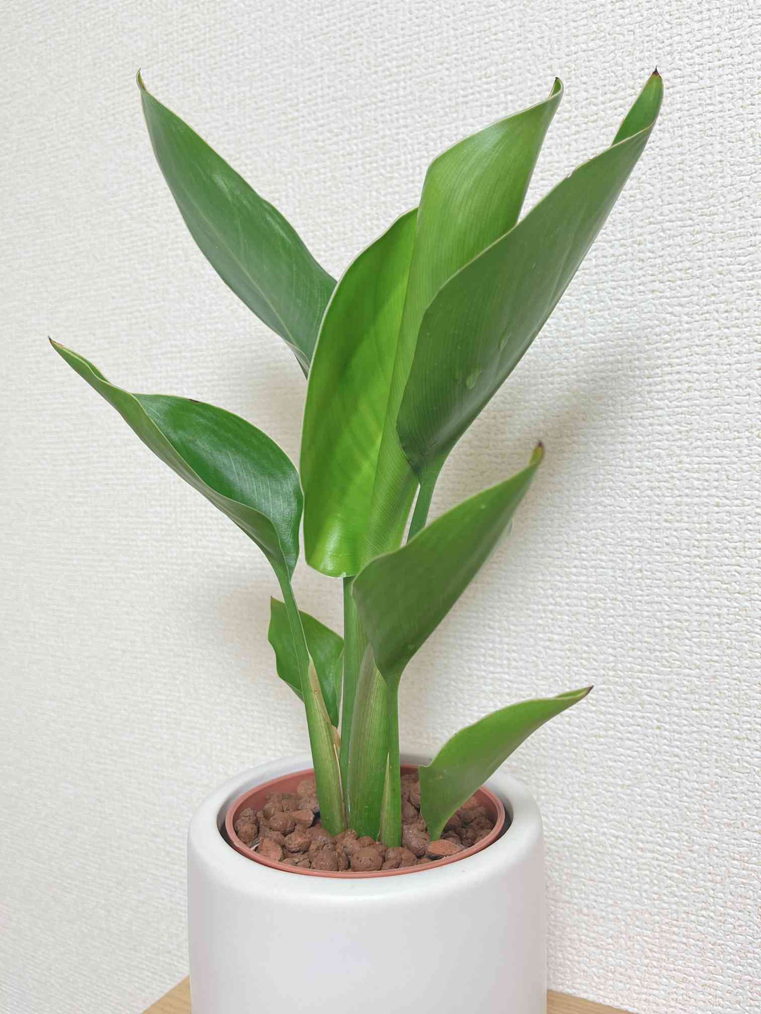 極楽鳥花(ストレリチア)の成長日記｜🍀GreenSnap（グリーンスナップ）