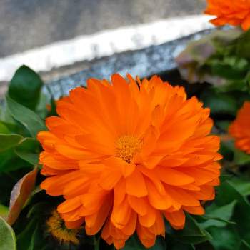 キンセンカ（カレンデュラ）の画像 by 合歓の木さん | お出かけ先とキンセンカ（カレンデュラ）と花のある暮らしとオレンジ色の花と可愛い花と❤️M.family❤️
