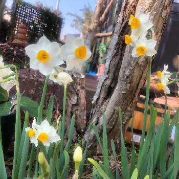 3月の記録の画像 by ゆゆさん | 小さな庭と水仙と花の記録と3月の記録とありがとうと3月の庭とかわいいな♡