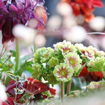 プリムラオブコニカ プリカントの投稿画像一覧 Greensnap グリーンスナップ