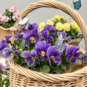 春が楽しみ♡の画像 by みかみかさん | 小さな庭とビオラとビオラヌーヴェルヴァーグとお花大好き♡と心ほっこりとおうち園芸と元気もらえると春が楽しみ♡と花に癒されると可愛いと花のある暮らしと紫の花