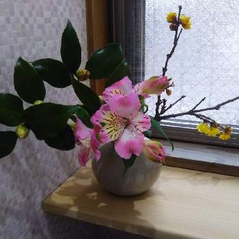 活け花の投稿画像一覧 Greensnap グリーンスナップ