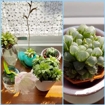 ハオルチア 花鏡の投稿画像一覧 Greensnap グリーンスナップ