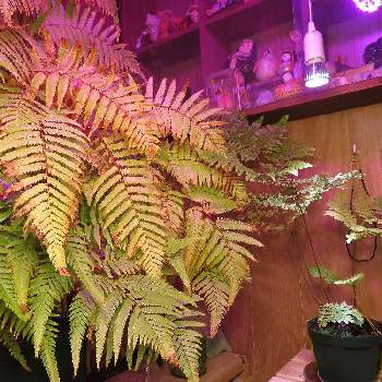 エアコンの投稿画像一覧 Greensnap グリーンスナップ