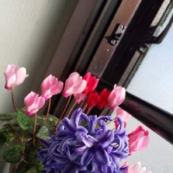 幸せの青いお花の画像 by じゅんさん | 窓辺と2019同期とシクラメン・ミニシクラメン愛好家友の会とチームブルーNO.076と医療関係者に感謝と春よ来い、早く来いとウキウキわくわく♪とコロナに負けるな！と楽しく元気に頑張ろうと幸せの青いお花と世界に平和をとしあわせ運べるようにといつも心に太陽をとピンクワールドへ ようこそと今日も一日お元気でとチーム・ブルーと青い花とピンクの春