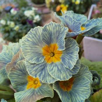 アンティーク色の画像 by チェリーさん | 小さな庭とプリムラ  ポリアンサ  ディスカバリングストライプとアンティーク色と癒しとお花大好きとブルーのお花と花のある暮らしと初めてのネット購入