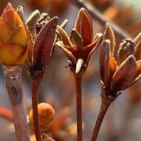 ドウダンツツジ,花壇,ガーデニング,庭木,山野草の画像