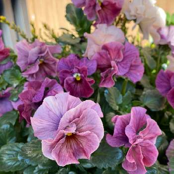 花脈の投稿画像一覧 Greensnap グリーンスナップ