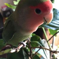 コーヒーの木,コザクラインコ　森の画像