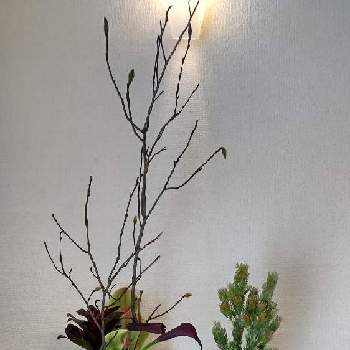 花器が好きの画像 by Jun.cyさん | 壁/天井と花器が好きと3月と チューリップとアデナンサス　ウィーリーブッシュとドラセナ ☆とカラー♡とコブシ(辛夷)