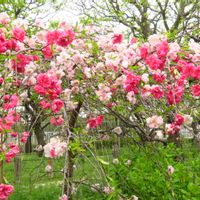 ハナモモ,紅白,源平咲き,梅(ウメ),お出かけ先の画像