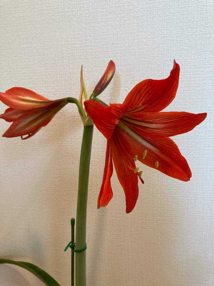 2022私のアマリリスちゃん達 ｜🍀GreenSnap（グリーンスナップ）