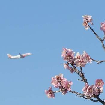 飛行機とコラボの投稿画像一覧 Greensnap グリーンスナップ